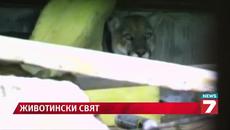 Лъв се подслони в къща, дива свиня падна в ров - Videoclip.bg