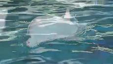 Делфин албинос се изчервява и става розов - Videoclip.bg