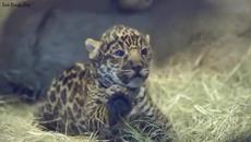 Новородено бебе ягуар прави първите си стъпки, San Diego зоологическа градина - Videoclip.bg