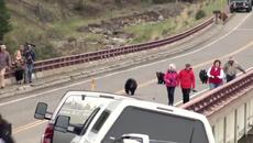 Весело видео!!! Мечка с малките си изплаши туристи в национален парк Йелоустоун!!! - Videoclip.bg