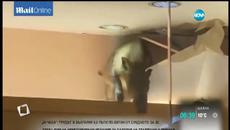 Смайващо видео!!! Диво прасе атакува магазин за детски играчки - Videoclip.bg