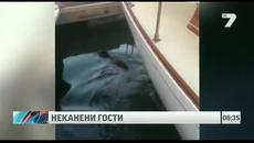 Морски лъв посети яхта, прасе се разходи в мол - Videoclip.bg