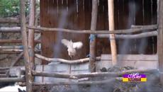 Мис Пепеляшка-4 епизод-2 част-30.04.2015 - Videoclip.bg