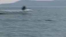 Лох Нес - 81 години от заснемането на чудовището (Loch Ness Monster) - Videoclip.bg