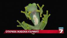 Откриха истински двойник на жабока Кърмит - Videoclip.bg