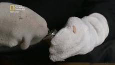 Наркотици ООД: Марихуана - Videoclip.bg