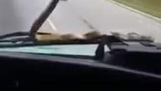 Опасна чистачка за кола!!! Само в Русия - Змия чисти предното стъкло на лека кола - Videoclip.bg