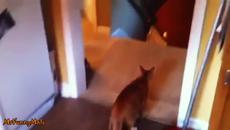 Любопитни котки стряскащи се от тостер - Videoclip.bg