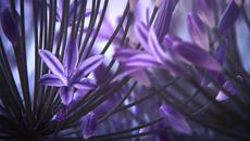 Purple Dream - Videoclip.bg