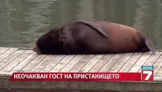 Морски лъв се настани на пристанище :) - Videoclip.bg