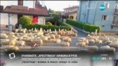 Задръстване в Италия заради… овце! :) - Videoclip.bg