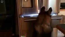 Немска овчарка  верен помощник - Videoclip.bg