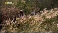 Потопът е бил в Черно море?Древните досиета Х на N G - Videoclip.bg