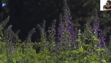 Notis Sfakianakis-San Aeraki - Videoclip.bg
