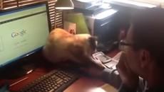 Смях !!! Котка не позволява на стопанина си да пипне компютърната мишка - Videoclip.bg