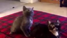 Котки танцуват в ритъма на музиката .... - Videoclip.bg