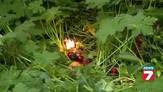 Днес е Черешова задушница - Videoclip.bg