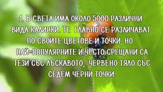 10 интересни факта за калинките! - Videoclip.bg