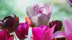 The Beauty of Nature - Videoclip.bg