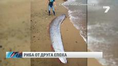Хванаха Кралят на херингите News7 - Videoclip.bg