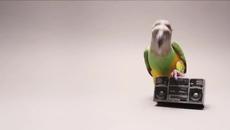 Позитивно:Папугай денс :D - Videoclip.bg