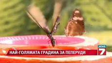15 хил. пеперуди в най-голямата градина в света  - Videoclip.bg