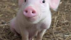 Невероятно!!! 22 000 прасета избягаха от камион след катастрофа...как са се събрали - Videoclip.bg