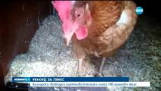 Кокошки от България с гигантски яйца - Българска щастлива кокошка снесе 185-грамово яйце - Videoclip.bg