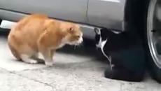 Любовна кавга между две котки // Love quarrel between two cats - Videoclip.bg