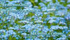 Синьо цвете ... Незабравка! ... (по стихове на iren5) ... ... (music Ernesto Cortazar) ... ... - Videoclip.bg