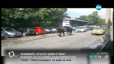 Кончета се разхождат в центъра по улиците на София - Videoclip.bg