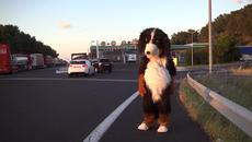 New 2015/ Dog (Rémi Gaillard) - Videoclip.bg