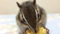 Сладка катеричка е много изгладняла - Videoclip.bg