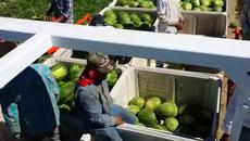 Машина за бране на дини (видео) - Videoclip.bg