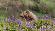 МЕЧКИ ... една смела  майка! - Videoclip.bg