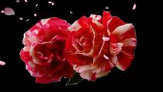 Roses, saxophone and love! ... (Marionne Wheels - saxophone) ... ... - Videoclip.bg