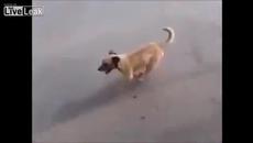 Куче - Най-верен приятел! Тича след линейката с приятелят си по пътят до болницата - Videoclip.bg