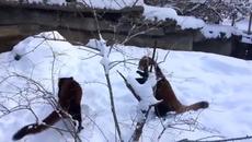 Весели сладки червени пандички - Videoclip.bg