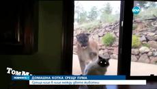 Котка срещу Пума - Videoclip.bg