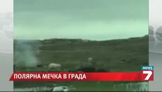 Полярна мечка посети къмпинг - Videoclip.bg