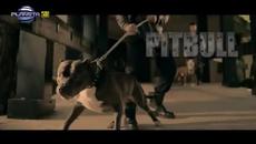 Премиера 2015! Емилия и Тони Стораро - Питбул - Videoclip.bg