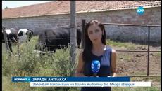 Борбата със антракс в село Млада гвардия продължава / Няма заразени хора с антракс - новини нова 2015 - Videoclip.bg