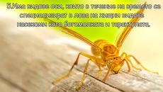Интересни факти за насекомите - Videoclip.bg