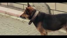 Машини, всекидневно зареждани с храна и вода за бездомните кучета - Videoclip.bg