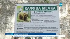 Мечка в зоопарка Кайлъка избяга от заграждението си и се разходи (ВИДЕО) - Videoclip.bg