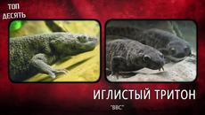 10 невероятни механизми за защита на животните - Videoclip.bg