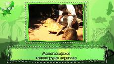 10 животни, които след 10 години могат да изчезнат - Videoclip.bg