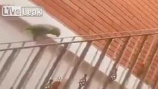 Папагал се плъзга и се забавлява - Videoclip.bg