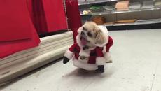 Весели празници от Google! Кученце е Най-сладкото Джудженце на Дядо Коледа - Videoclip.bg