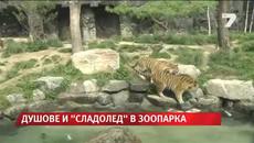 Душ и сладолед в зоопарка на Сеул в жегите - Videoclip.bg